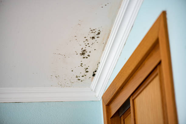 Best Toxic Mold Removal  in Turley, OK