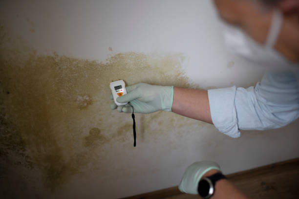 Best Certified Mold Removal  in Turley, OK