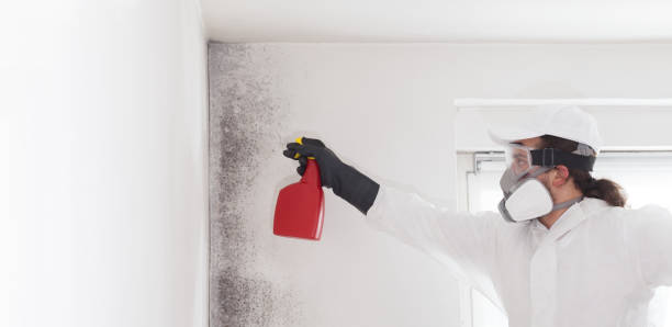 Best Toxic Mold Removal  in Turley, OK