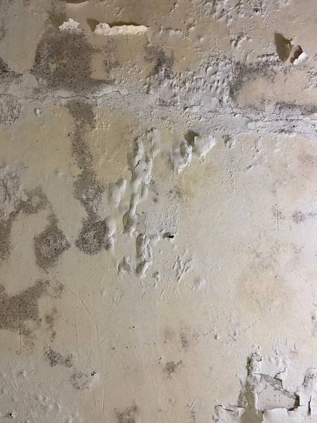 Best Certified Mold Removal  in Turley, OK