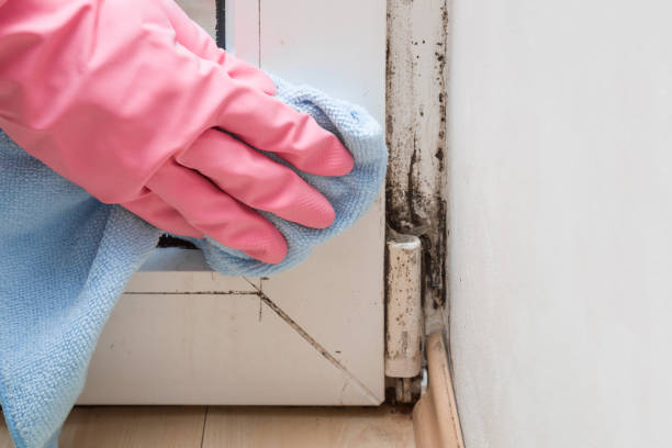 Best Fast Mold Removal  in Turley, OK